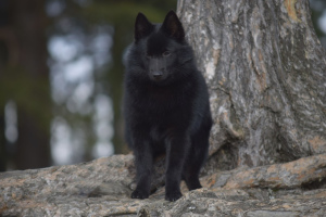 Photo №1. schipperke - for sale in the city of Syktyvkar | negotiated | Announcement № 6572