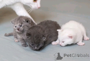 Photo №2 to announcement № 138921 for the sale of german rex - buy in Germany private announcement, breeder