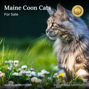 Photo №1. maine coon - for sale in the city of Milton | 3200$ | Announcement № 127687