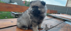 Photo №2 to announcement № 111773 for the sale of german spitz - buy in Ukraine breeder