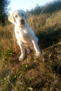 Photo №2 to announcement № 3126 for the sale of labrador retriever - buy in Belarus breeder