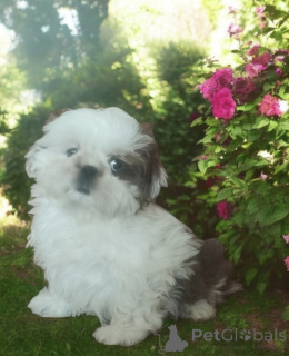 Photo №3. Dog shih tzu fci. Poland