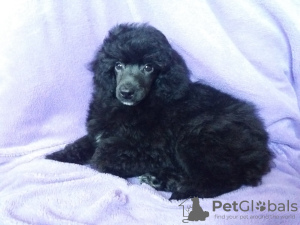 Photo №1. poodle (dwarf) - for sale in the city of Dnipro | 440$ | Announcement № 16728