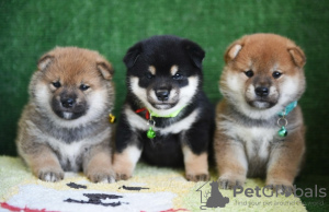 Photo №1. shiba inu - for sale in the city of Berlin | negotiated | Announcement № 118837