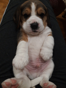 Photo №3. Beagle purebred babies. Belarus