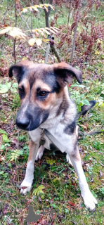 Photo №3. Young dog Forest is looking for a family.. Russian Federation
