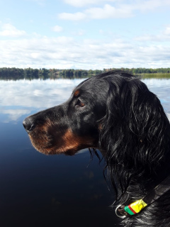 Photo №1. gordon setter - for sale in the city of Скреблово | 269$ | Announcement № 5888