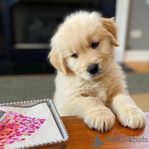 Photo №1. golden retriever - for sale in the city of Falkenberg | 1032$ | Announcement № 168379