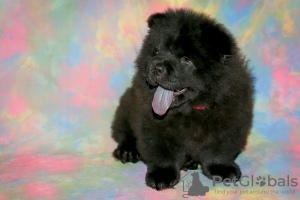 Photo №4. I will sell chow chow in the city of Москва. breeder - price - 507$