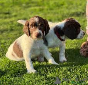 Photo №2 to announcement № 164700 for the sale of english springer spaniel - buy in Finland private announcement, breeder