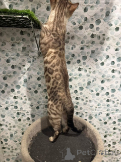 Photo №2 to announcement № 152774 for the sale of bengal cat - buy in France private announcement