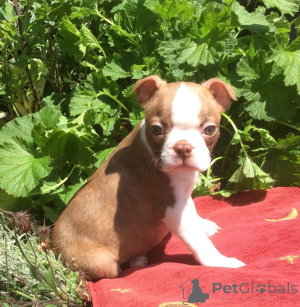 Photo №1. boston terrier - for sale in the city of Bollnäs | 877$ | Announcement № 168188