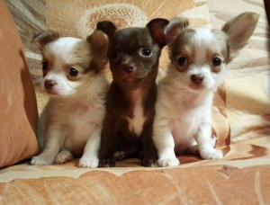 Photo №3. Buy a Chihuahua puppy, chihuahua. Girls and boy.. Russian Federation