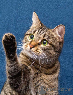 Photo №2 to announcement № 167404 for the sale of  - buy in Russian Federation private announcement