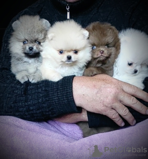Photo №1. pomeranian - for sale in the city of Minsk | 226$ | Announcement № 104099