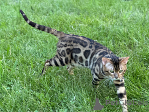 Photo №2 to announcement № 112029 for the sale of bengal cat - buy in United Kingdom private announcement, from nursery, breeder