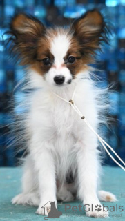 Photo №1. papillon dog - for sale in the city of Москва | 345$ | Announcement № 33086