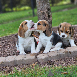 Photo №1. beagle - for sale in the city of Bielefeld | 398$ | Announcement № 128466