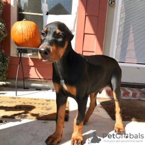 Photo №2 to announcement № 103886 for the sale of dobermann - buy in Spain 