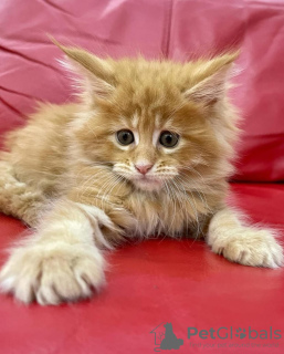 Photo №4. I will sell maine coon in the city of Berlin.  - price - negotiated