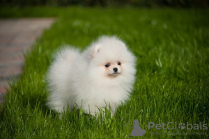 Photo №4. I will sell pomeranian in the city of Freiburg im Breisgau. private announcement - price - 280$