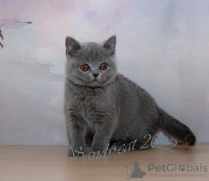 Photo №1. british shorthair - for sale in the city of Drama | 370$ | Announcement № 65078
