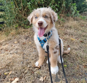 Photo №1. australian shepherd - for sale in the city of Ołomuniec | 528$ | Announcement № 123697