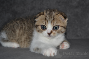 Photo №3. Athistic Scottish kittens. Poland