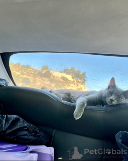 Photo №2 to announcement № 158744 for the sale of chartreux - buy in Germany breeder