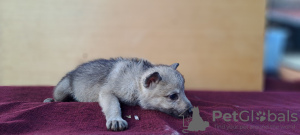 Additional photos: Czechoslovakian Wolfdog puppies