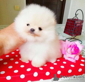 Photo №1. pomeranian - for sale in the city of Fakovići | 300$ | Announcement № 63506