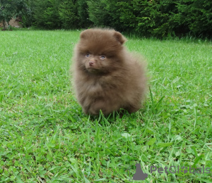 Photo №1. pomeranian - for sale in the city of Doha | negotiated | Announcement № 38559