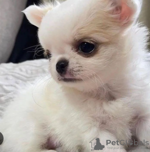 Photo №1. chihuahua - for sale in the city of Stockholm | negotiated | Announcement № 113172