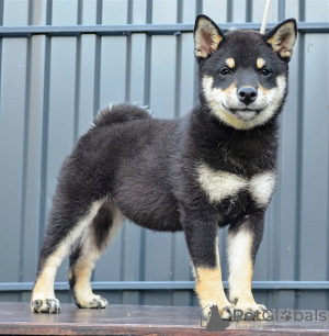 Additional photos: Shiba Inu puppies