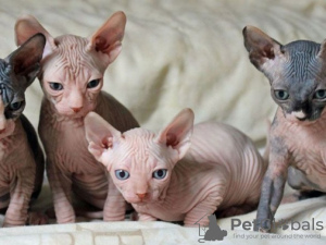 Photo №1. sphynx cat - for sale in the city of Prague | negotiated | Announcement № 89452