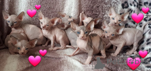 Photo №1. sphynx-katze - for sale in the city of Sydney | 1800$ | Announcement № 9558