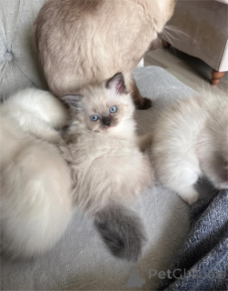 Photo №2 to announcement № 153223 for the sale of ragdoll - buy in Germany 