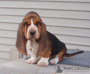 Photo №1. basset hound - for sale in the city of Benapole | negotiated | Announcement № 11007