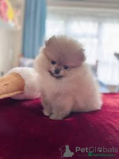 Photo №3. Pomeranian puppies for sale. Canada