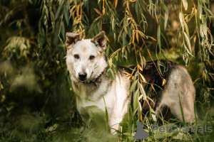 Photo №2 to announcement № 119566 for the sale of non-pedigree dogs - buy in Russian Federation from the shelter