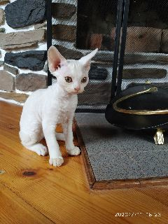 Photo №4. I will sell devon rex in the city of Minsk. from nursery - price - 565$