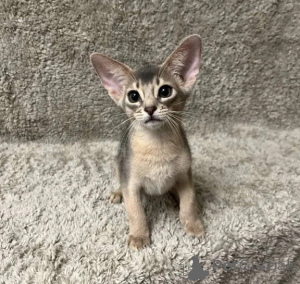 Photo №1. abyssinian cat - for sale in the city of Überlingen | 361$ | Announcement № 177631