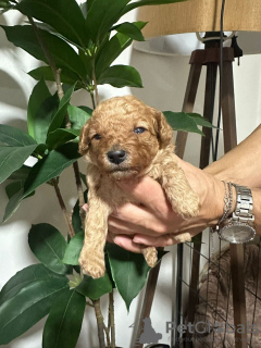 Photo №2 to announcement № 133481 for the sale of poodle (toy) - buy in Serbia breeder