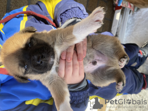 Photo №1. non-pedigree dogs - for sale in the city of Ryazan | 100$ | Announcement № 89318