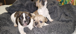 Photo №4. I will sell french bulldog in the city of Kramatorsk. private announcement - price - negotiated
