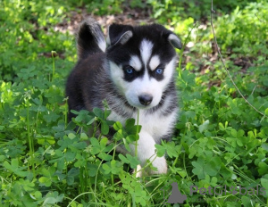 Photo №3. Gorgeous Siberian Husky Puppies. United States