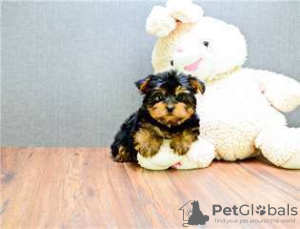 Photo №2 to announcement № 26253 for the sale of yorkshire terrier - buy in France private announcement