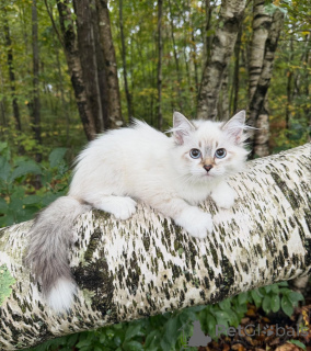 Photo №1. siberian cat - for sale in the city of Neuchâtel | negotiated | Announcement № 155479