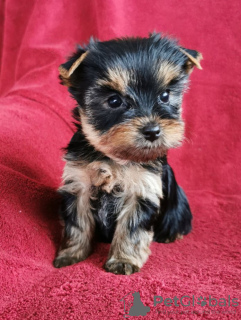 Photo №1. yorkshire terrier - for sale in the city of Дортмунд | Is free | Announcement № 98237