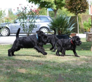 Photo №4. I will sell standard schnauzer in the city of Kruševac.  - price - negotiated